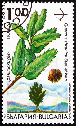 Postage stamp Bulgaria 1992 Thracian Oak, Quercus Thracica