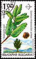 Postage stamp Bulgaria 1992 Thracian Oak, Quercus Thracica