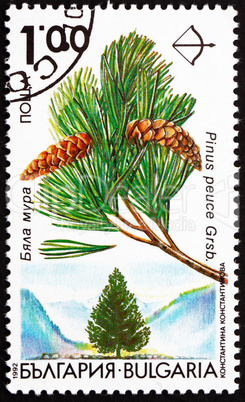 Postage stamp Bulgaria 1992 Macedonian Pine, Pinus Peuce