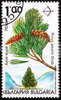 Postage stamp Bulgaria 1992 Macedonian Pine, Pinus Peuce