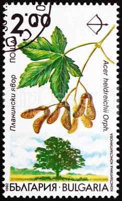 Postage stamp Bulgaria 1992 Balkan Maple, Acer Heldreichii