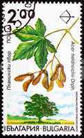 Postage stamp Bulgaria 1992 Balkan Maple, Acer Heldreichii