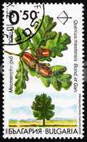 Postage stamp Bulgaria 1992 Oak, Quercus Robur
