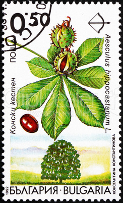 Postage stamp Bulgaria 1992 Horse Chestnut, Aesculus Hippocastan