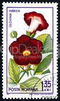 Postage stamp Romania 1965 Gloxinia Hibrida, Plant