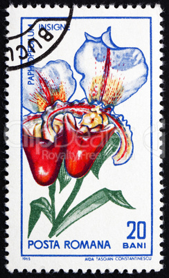 Postage stamp Romania 1965 Orchid, Paphiopedilum Insigne