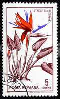 Postage stamp Romania 1965 Bird of Paradise Flower, Strelitzia