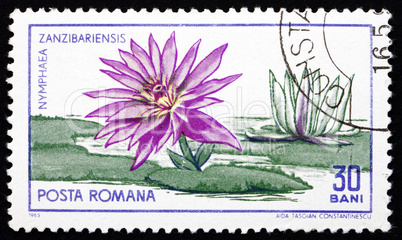 Postage stamp Romania 1965 Zanzibar Water Lily, Nymphaea Zanziba