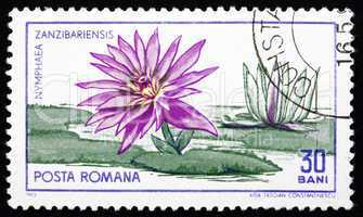 Postage stamp Romania 1965 Zanzibar Water Lily, Nymphaea Zanziba