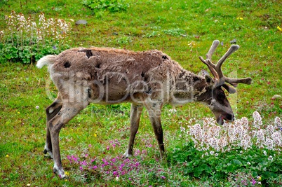 Caribou feeding on flowers