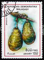 Postage stamp Malagasy 1992 Avocado, Persea Americana, Fruit