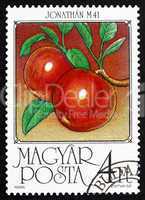 Postage stamp Hungary 1986 Apples, Malus Domestica