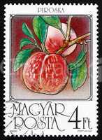 Postage stamp Hungary 1986 Peaches, Prunus Persica, Fruit