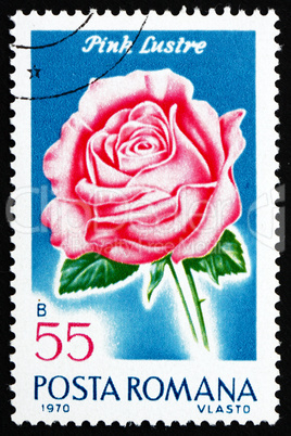 Postage stamp Romania 1970 Pink Luster, Rose Cultivar