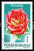 Postage stamp Romania 1970 Piccadilly, Rose Cultivar