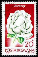 Postage stamp Romania 1970 Iceberg Rose, Rose Cultivar