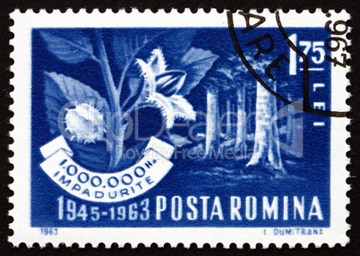 Postage stamp Romania 1963 Beech Forest and Branch