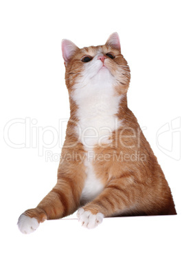 fascinated cat behind cardboard