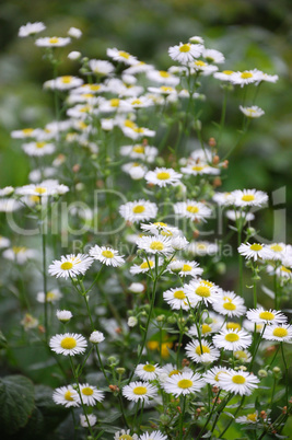 Daisy in garden Daisy in garden