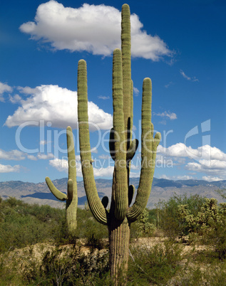 Saguaro, Arizona