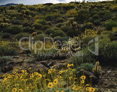 Mojave Desert