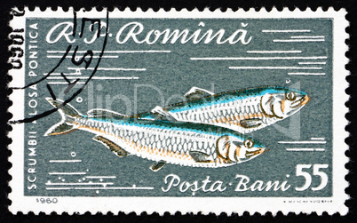 Postage stamp Romania 1960 Pontic Shad, Alosa Immaculata