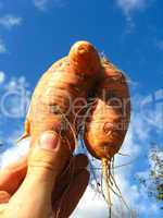 unusual orange carrot in the hand
