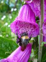 Bumblebee in a flower of lilac bluebell