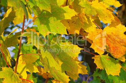 Ahornblatt - maple leaf 11