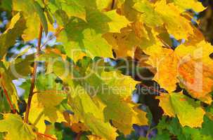 Ahornblatt - maple leaf 11