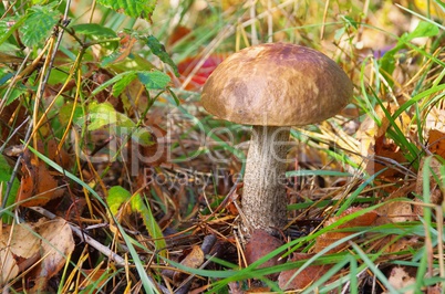 Birkenpilz - birch boletus 04