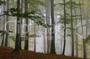 Buchenwald im Nebel - beech forest in fog 02