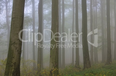 Buchenwald im Nebel - beech forest in fog 13