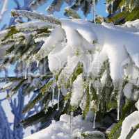 Fichtenzweig im Schnee - spruce twig in snow 04