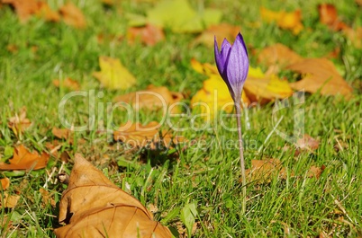 Herbstkrokus lila - autumn crocus purple 01