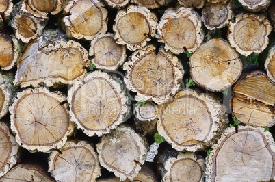 Holzstapel Korkeiche - stack of wood from cork oak 01