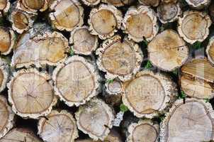 Holzstapel Korkeiche - stack of wood from cork oak 01