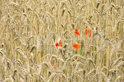 Klatschmohn im Feld - corn poppy in field 09