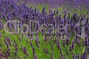 Lavendel - lavender 69