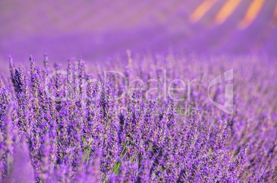 Lavendelfeld - lavender field 13