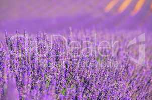 Lavendelfeld - lavender field 13