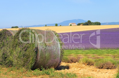 Lavendelfeld Ernte - lavender field harvest 10