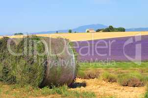 Lavendelfeld Ernte - lavender field harvest 10