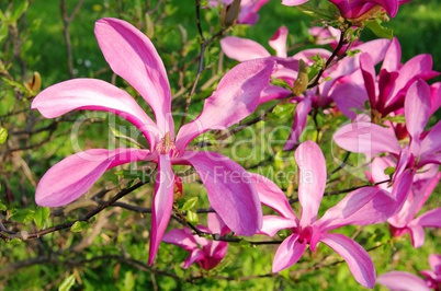 Magnolie - magnolia 22