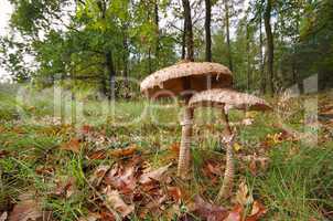 Riesenschirmpilz - Parasol mushroom 20