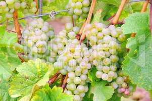 Weintraube weiss - grape white 09
