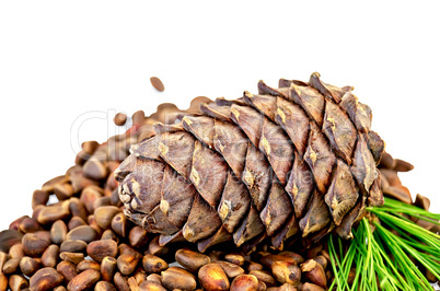 Cedar nuts with a cone and a sprig