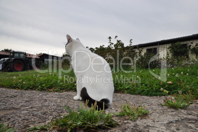 Katze auf einem Bauernhof