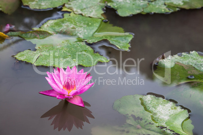 Pink lotus blossoms with dew drops on pond