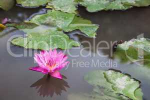 Pink lotus blossoms with dew drops on pond